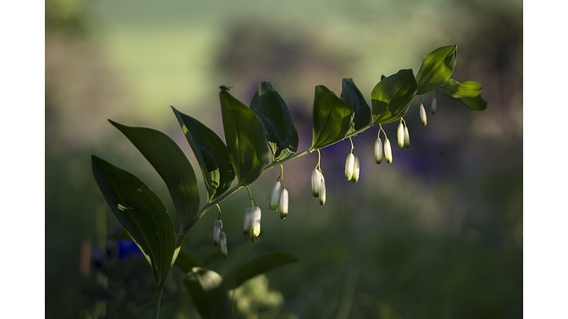 İrrasyonel Seçimlerin Kaynağı