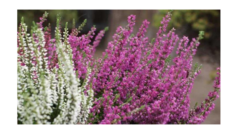 SİZE İLGİNÇ GELEBİLECEK AĞAÇ İNANIŞLARI