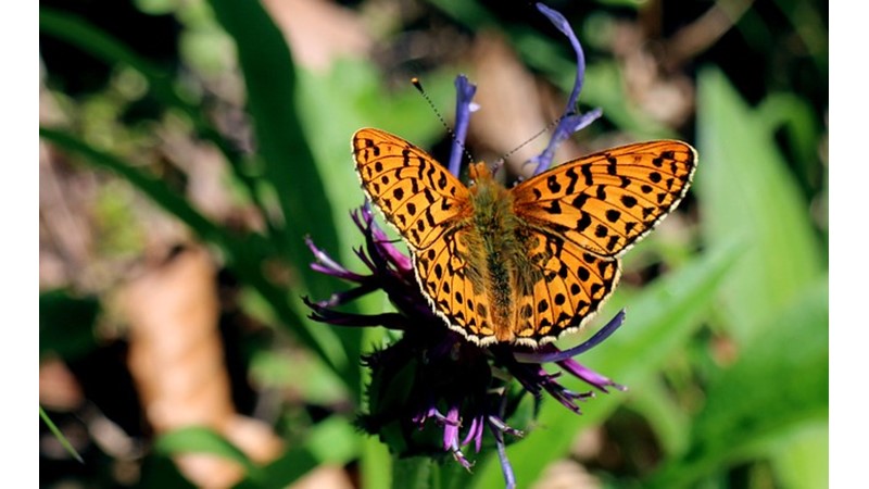 Kelebek Gözlemlemek