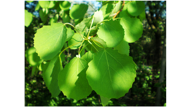 SİZE İLGİNÇ GELEBİLECEK AĞAÇ İNANIŞLARI