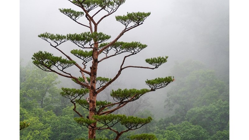 Ağaç Kabuğu ve Yaşam