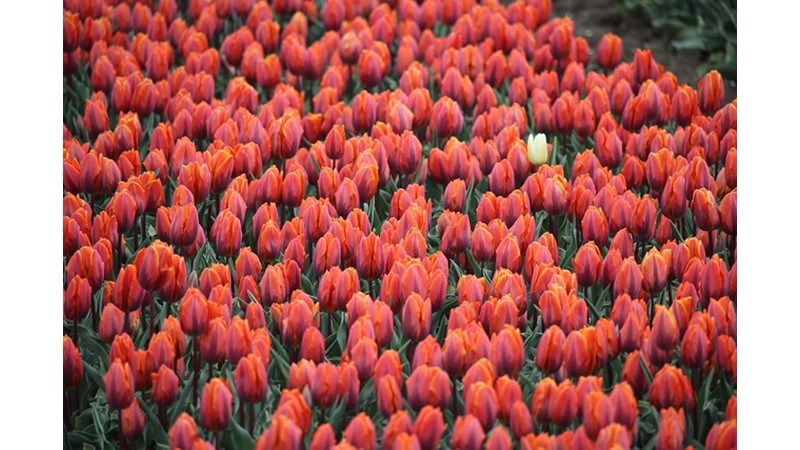 Farklı Zihniyetlerin Buluşması