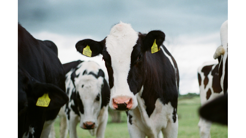 HAYVAN SAHİPLENMEDEN ÖNCE BİLİNMESİ GEREKEN EN ÖNEMLİ ŞEY: SİZİN İSTEKLERİNİZİN PEK BİR ÖNEMİ OLMUYOR