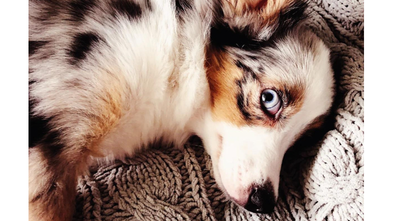 EVCİL HAYVANINIZ YARAMAZLIK YAPARKEN YAKALANDIĞINDA NASIL TEPKİ VERİYOR?