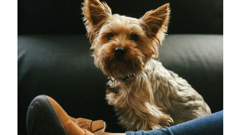 BAZILARI ÇOK UTANMAZ OLABİLİYOR: EVCİL HAYVANINIZ YARAMAZLIK YAPARKEN YAKALANDIĞINDA NASIL TEPKİ VERİYOR?