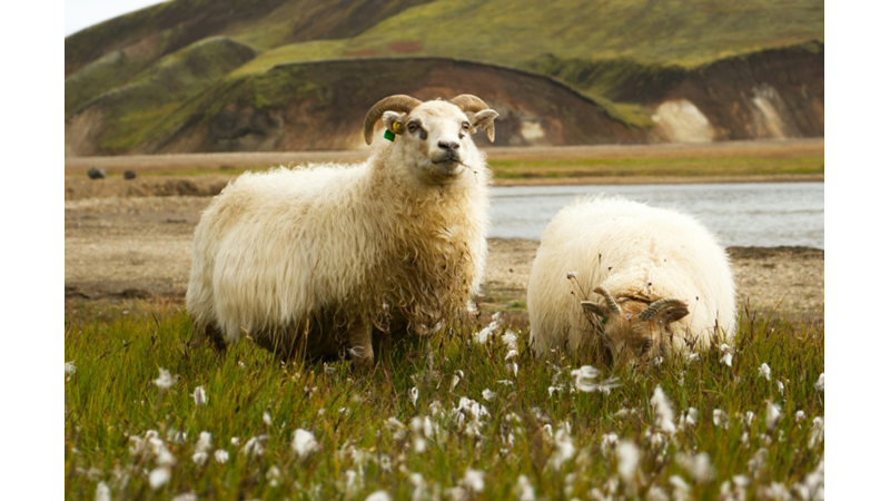 GERÇEKTEN ÇOK İLGİNÇ ÖRNEKLER VAR: EVDE BESLEDİĞİNİZ EN İLGİNÇ HAYVAN NEYDİ?