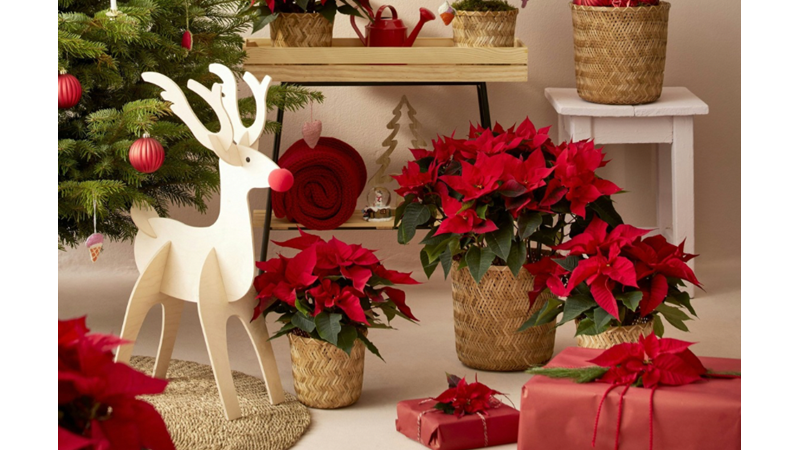 YILBAŞINA DAİR OLAN HER ŞEYDEN BİRAZ ALIP BİR ARAYA GETİRİLDİĞİNDE NE Mİ OLUYOR? GELİN BERABER BAKALIM!