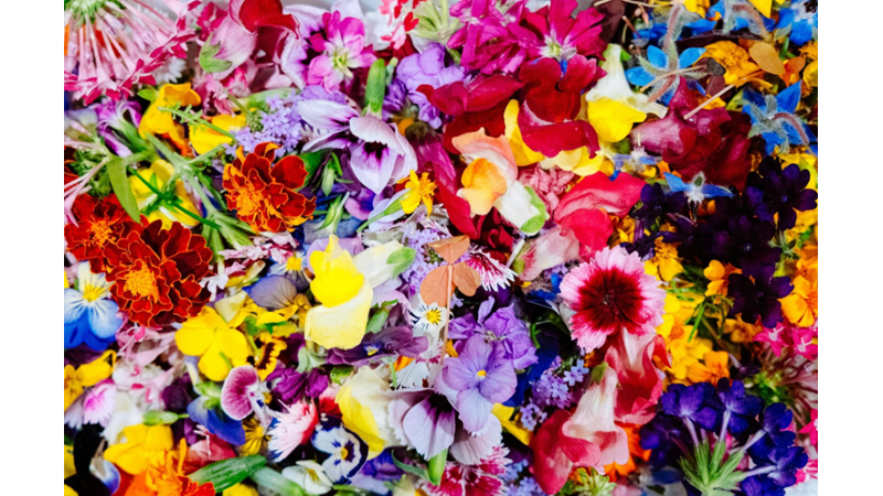 KENDİNİZ DAHİL OLMAK ÜZERE HİÇ BİRİSİNE ÇİÇEK ALDINIZ MI VEYA SİZE ÇİÇEK ALINDI MI?