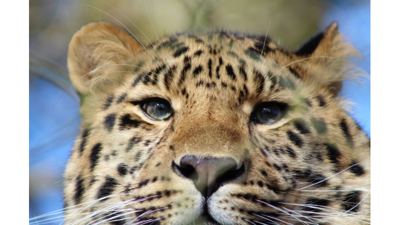 BAZILARI ÇOK UTANMAZ BUNLARIN: EVCİL HAYVANINIZ YARAMAZLIK YAPARKEN YAKALANDIĞINDA NASIL TEPKİ VERİYOR?