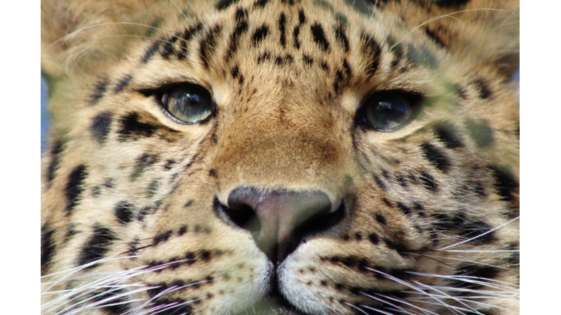 NE KADAR KOCAMAN, YIRTICI HATTA VAHŞİ OLURLARSA OLSUNLAR KEDİLERİN DAİMA SEVİMLİ BİR SURATI VAR VE SEVESİMİZ GELİYOR