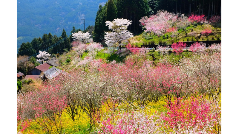 KAZAK ÖRMEYE BAŞLADIK BİLE: BAHAR İÇİN ELBİSENİZİ KENDİNİZ DİKMEK İSTER MİSİNİZ?