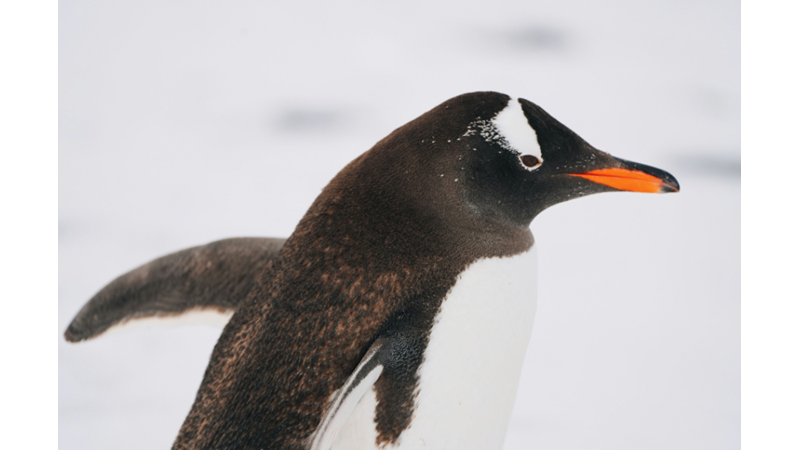 BÜTÜN KOŞULLAR ELVERİŞLİ OLSAYDI EVDE HANGİ HAYVANI BESLEMEK İSTERDİNİZ?: BEN PENGUEN BESLEMEK İSTERDİM