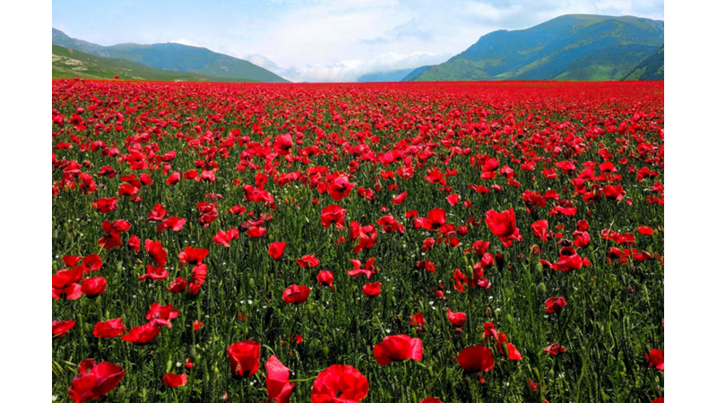 “GEÇİCİ GÜZELLİĞİN TEMSİLİ”: GELİNCİKLER HAKKINDA İLGİNÇ BİR BİLGİ İLE GELDİK!