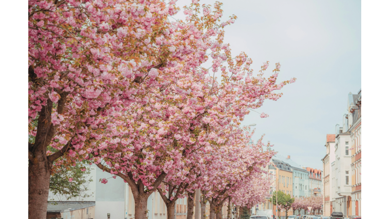 FARKLI HAYATLARIN AYNI RİTİMDE YAŞADIĞINI HİSSETTİREN SIRA SIRA EVLER VE SIRA SIRA ÇİÇEKLİ AĞAÇLAR