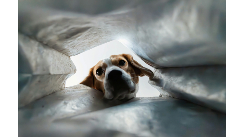 EVİMİZİN PATİLİ GÜMRÜK MEMURLARI VE GÜNLÜK TEFTİŞ RUTİNİMİZ