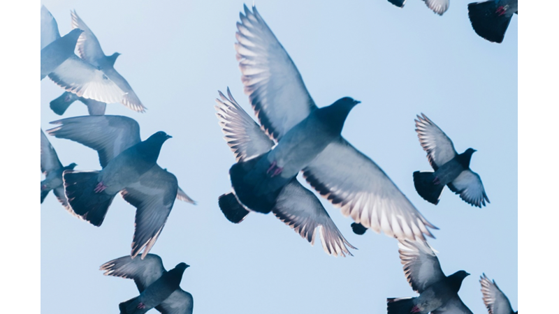 KUŞLARDAN KORKAN BİRİ OLMAK HAYATIN AKIŞINDAN KORKMAK GİBİ BİR ŞEY OLMALI: ÇOK ÜZÜCÜ