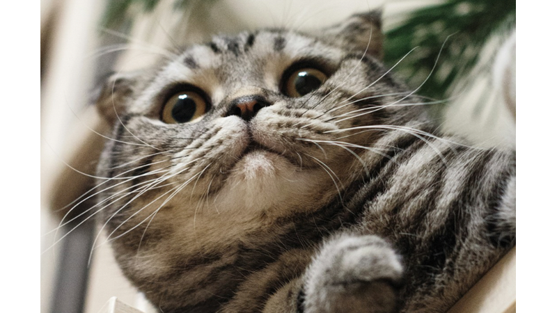 EVCİL HAYVANINIZIN KORKTUĞU İLGİNÇ ŞEYLER NELER? BENİMKİLER ÇÖP POŞETİNDEN KORKUYOR