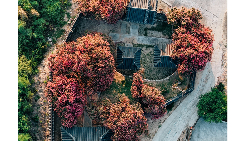 AĞAÇLARIN BÜYÜYÜP BİNALARDAN DAHA UZUN HALE GELMESİNİ VE ADETA KUCAKLAR GİBİ SARMASINI SEVİYORUM