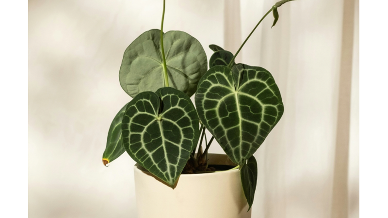 BİTKİLERİM BANA SESSİZ EVCİL HAYVANLARIM GİBİ GELİYOR