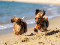 PLAJLARIN EN NEŞELİ MİSAFİRLERİ OLAN KÖPEKLER BENİM DE NEŞEME NEŞE KATIYOR