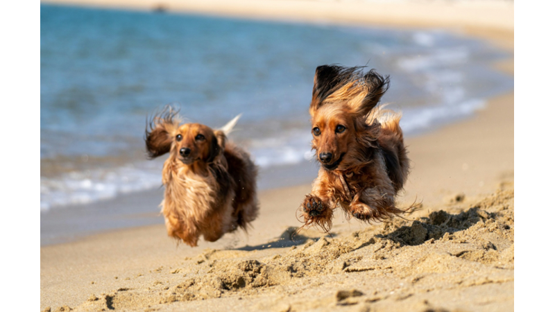 PLAJLARIN EN NEŞELİ MİSAFİRLERİ OLAN KÖPEKLER BENİM DE NEŞEME NEŞE KATIYOR
