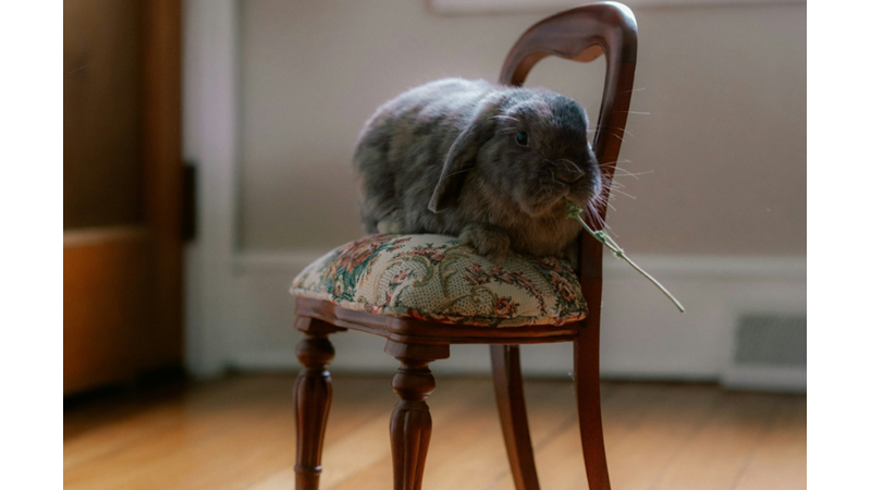 TAVŞAN TATLI EVET AMA SANDALYENİN GÜZELLİĞİNİ KONUŞABİLİR MİYİZ BUGÜN?