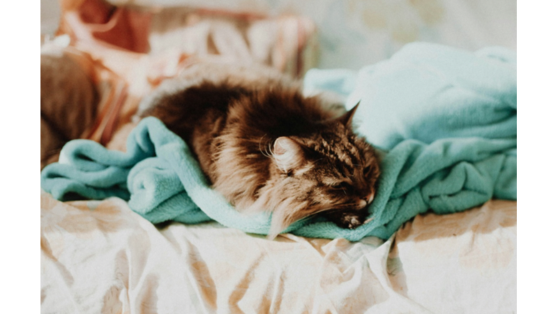 EVCİL HAYVAN İLE BERABER YAŞAMANIN GÜZEL BİR SÜRÜ YANİ OLSA DA HASTA OLMASI EN KÖTÜ YANI