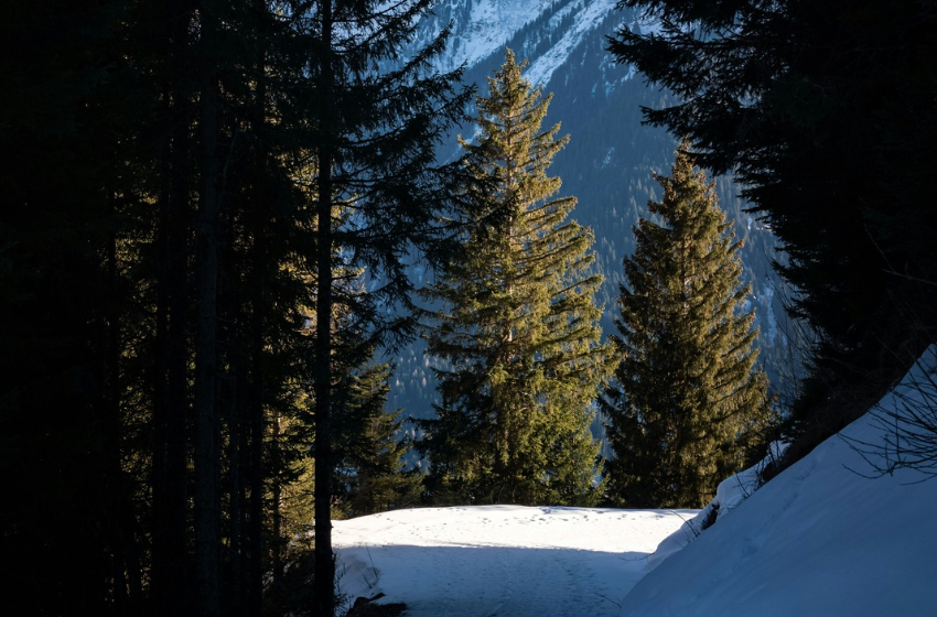 BENCE KAYAK PİSTLERİNİN EN GÜZELLERİ AĞAÇLARIN ARASINDA OLANLARDIR