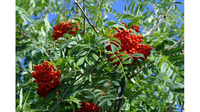 SİZE İLGİNÇ GELEBİLECEK AĞAÇ İNANIŞLARI